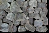Lot: Small Mazon Creek Fern Fossils - + Pieces #92393-2
